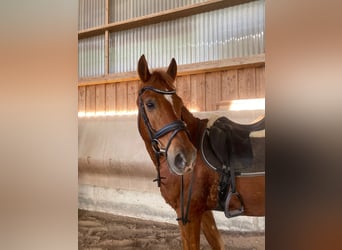 Other Breeds, Gelding, 9 years, 15,2 hh, Chestnut-Red