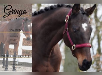 Other Breeds, Gelding, 9 years, 15,3 hh, Brown