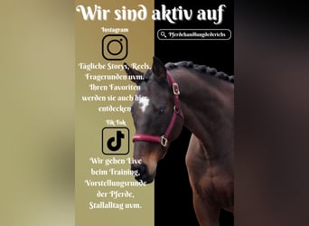 Other Breeds, Gelding, 9 years, 15,3 hh, Brown