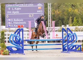 Other Breeds, Gelding, 9 years, 16.1 hh, Bay