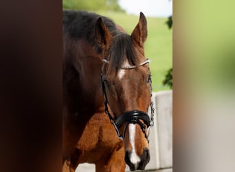 Sonstige Rassen, Wallach, 9 Jahre, 16,1 hh, Brauner