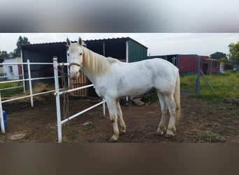 Other Breeds, Gelding, 9 years, 16.2 hh, Gray