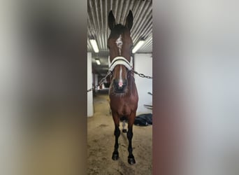 Other Breeds Mix, Gelding, 9 years, 16 hh, Brown