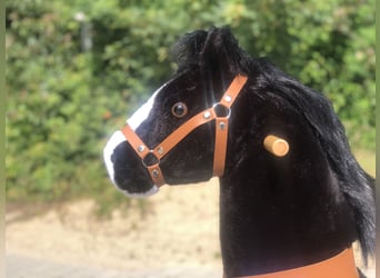 Other Breeds, Gelding, 9 years, 6,3 hh, Black