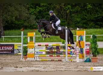 Other Breeds, Gelding, 9 years, Black