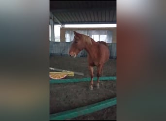 Other Breeds, Mare, 10 years, 13,1 hh, Chestnut-Red