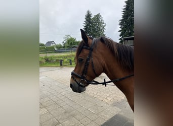 Other Breeds Mix, Mare, 10 years, 13,2 hh, Brown