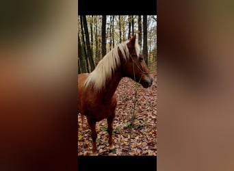 Other Breeds, Mare, 10 years, 13,3 hh, Chestnut-Red