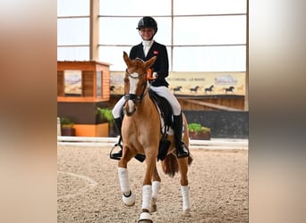 Other Breeds, Mare, 10 years, 14.1 hh, Chestnut