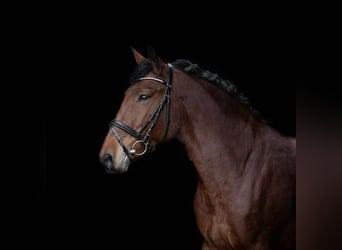 Other Breeds Mix, Mare, 10 years, 14.2 hh, Bay