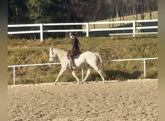 Other Breeds, Mare, 10 years, 14.2 hh, Cremello
