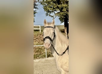 Other Breeds, Mare, 10 years, 14.2 hh, Cremello