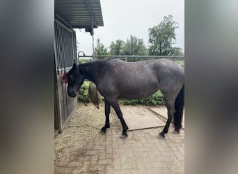 Other Breeds, Mare, 10 years, 14,3 hh, Roan-Blue