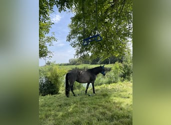 Other Breeds, Mare, 10 years, 14,3 hh, Roan-Blue