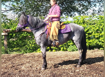 Other Breeds Mix, Mare, 10 years, 14.3 hh, Roan-Blue