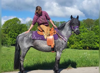 Other Breeds Mix, Mare, 10 years, 14.3 hh, Roan-Blue