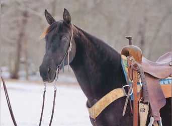 Other Breeds, Mare, 10 years, 14 hh, Bay-Dark