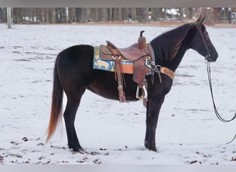 Other Breeds, Mare, 10 years, 14 hh, Bay-Dark