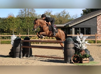 Other Breeds, Mare, 10 years, 14 hh