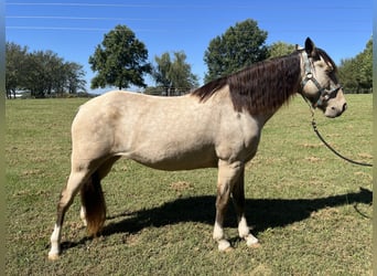 Other Breeds, Mare, 10 years, 14,1 hh, Buckskin