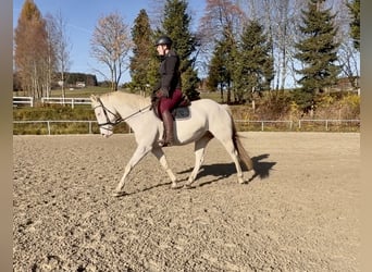 Other Breeds, Mare, 10 years, 14,2 hh, Cremello