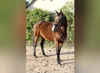 Other Breeds, Mare, 10 years, 15,1 hh, Brown