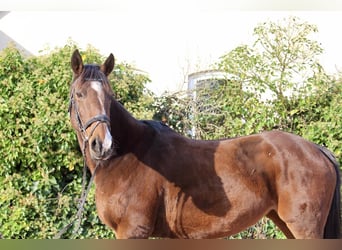 Other Breeds, Mare, 10 years, 15,1 hh, Brown