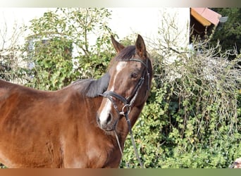 Other Breeds, Mare, 10 years, 15,1 hh, Brown