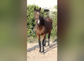 Other Breeds, Mare, 10 years, 15,1 hh, Brown