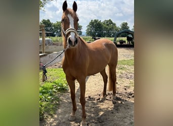 Other Breeds Mix, Mare, 10 years, 15,1 hh, Chestnut-Red