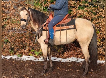 Other Breeds, Mare, 10 years, 15.1 hh, Dun