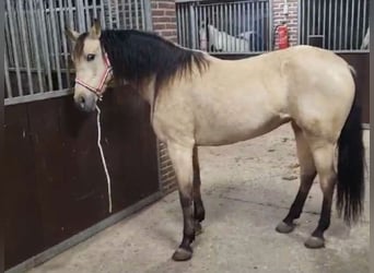 Other Breeds, Mare, 10 years, 15.1 hh, Dun