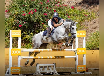 Other Breeds, Mare, 10 years, 15.1 hh, Grey
