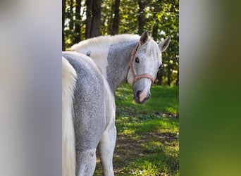 Other Breeds, Mare, 10 years, 15.1 hh, Pinto