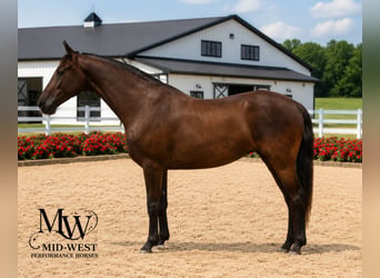 Other Breeds, Mare, 10 years, 15.1 hh