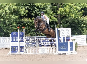 Other Breeds, Mare, 10 years, 15.2 hh, Bay-Dark