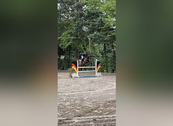 Other Breeds, Mare, 10 years, 15.2 hh, Bay-Dark