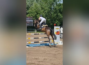 Other Breeds, Mare, 10 years, 15.2 hh, Bay-Dark