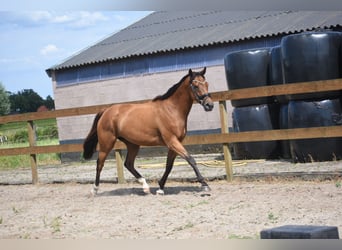 Other Breeds, Mare, 10 years, 15.2 hh, Brown