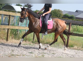 Other Breeds, Mare, 10 years, 15.2 hh, Brown