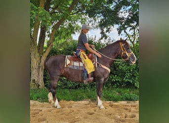 Other Breeds, Mare, 10 years, 15.2 hh, Chestnut