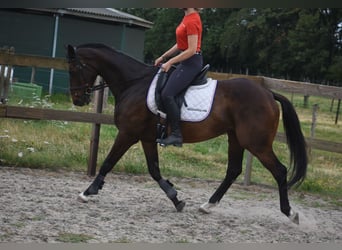 Other Breeds, Mare, 10 years, 15.2 hh