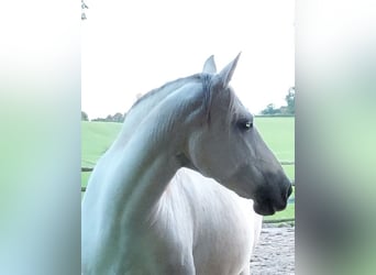 Other Breeds Mix, Mare, 10 years, 15,2 hh, Gray-Dapple