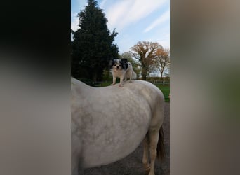 Other Breeds Mix, Mare, 10 years, 15,2 hh, Gray-Dapple