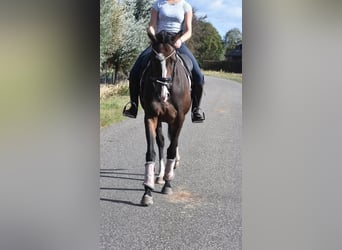 Other Breeds, Mare, 10 years, 15.3 hh, Bay-Dark