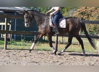 Other Breeds, Mare, 10 years, 15.3 hh, Bay-Dark