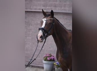 Other Breeds, Mare, 10 years, 15.3 hh, Bay-Dark