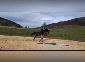 Other Breeds, Mare, 10 years, 15.3 hh, Brown