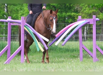 Other Breeds, Mare, 10 years, 15 hh, Chestnut-Red