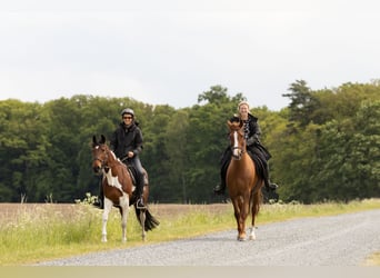 Other Breeds, Mare, 10 years, 15 hh, Chestnut-Red